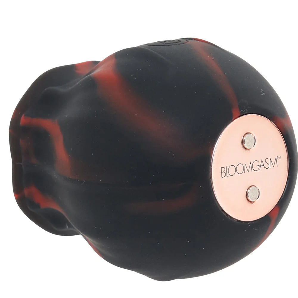 Bloomgasm Black Kiss Rimming Rose